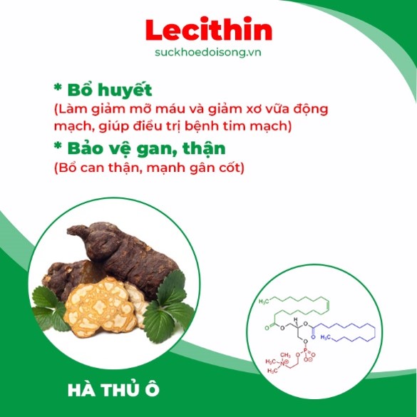 Thành phần hoá học Thiên niên kiện 