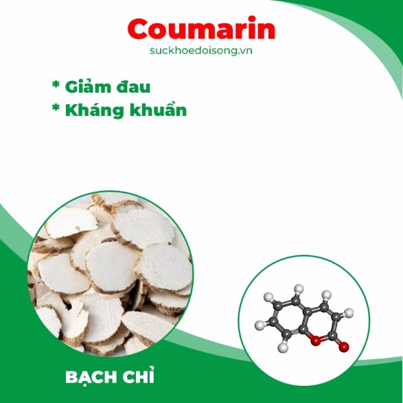 Thành phần hoá học Thiên niên kiện 