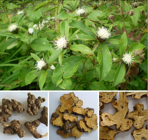 dược liệu bạch truật