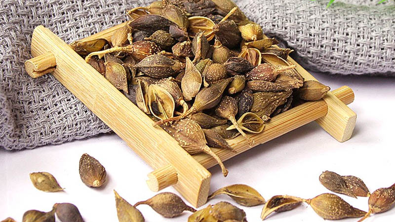 Dược liệu thương nhĩ tử