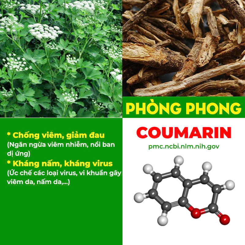 Thành phần hoá học Kim Ngân Phong 