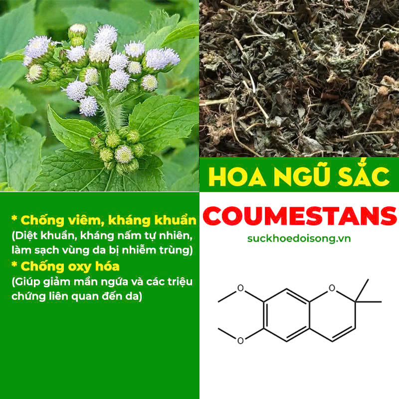 Thành phần hoá học Kim Ngân Phong 