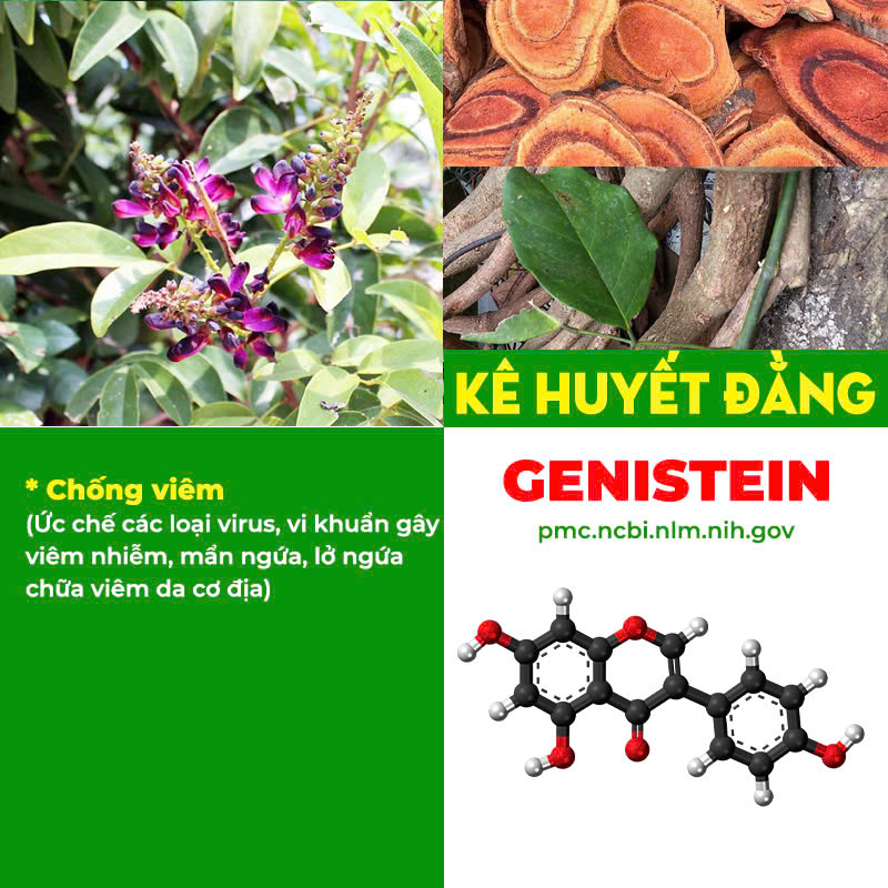 Thành phần hoá học Kim Ngân Phong 