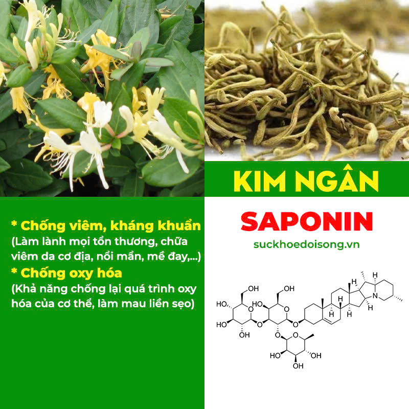 Thành phần hoá học Kim Ngân Phong 