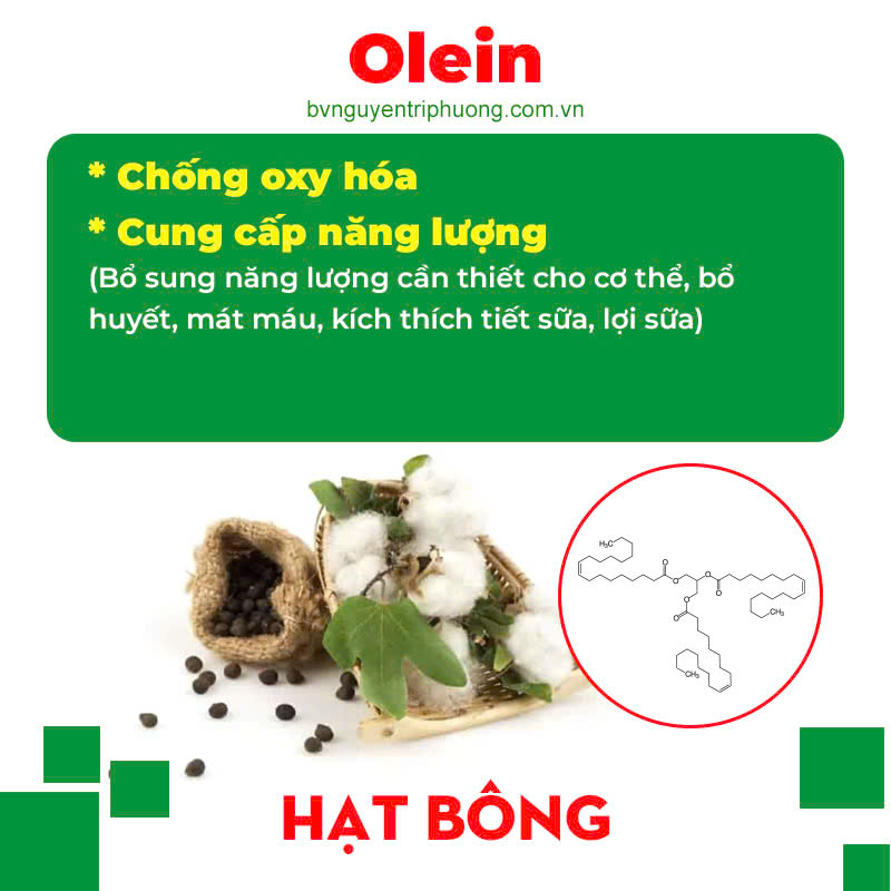 Thành phần hoá học Thông thảo lợi sữa