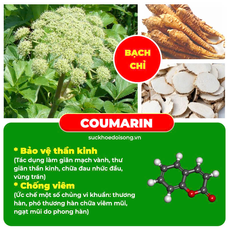 Thành phần hoá học Thương Nhĩ Tử 