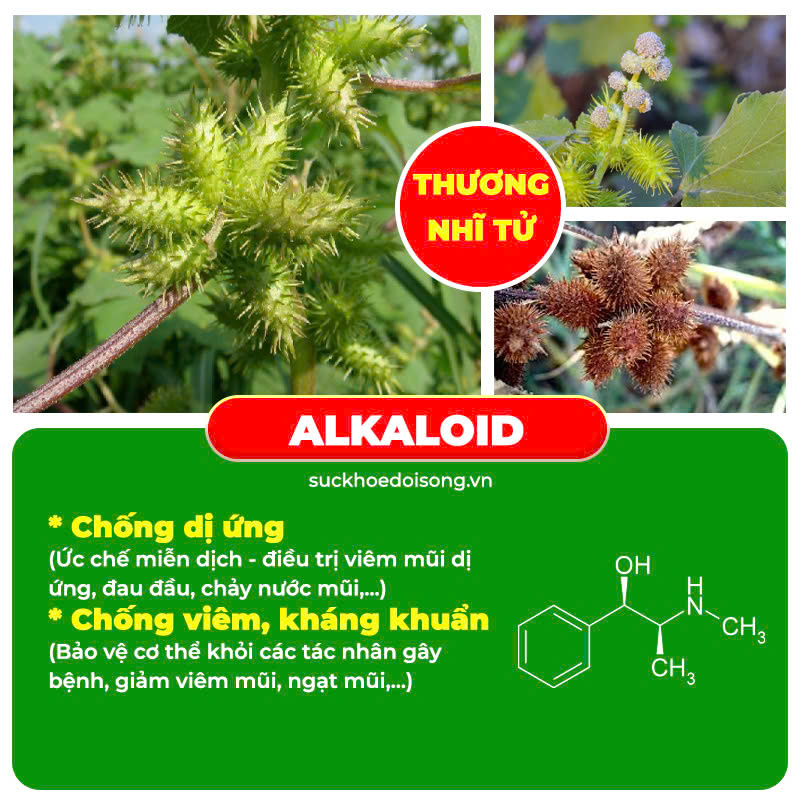 Thành phần hoá học Thương Nhĩ Tử 