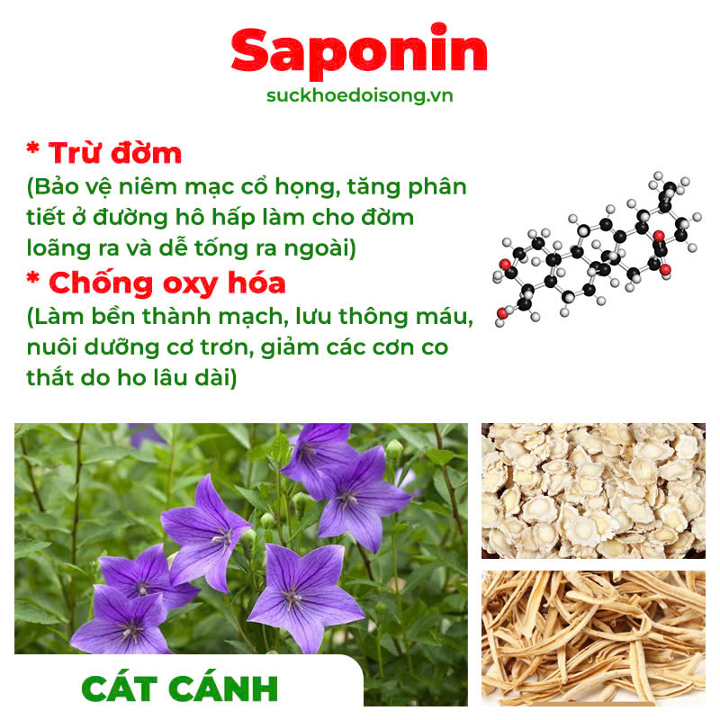 Thành phần hoá học Phế quản người lớn