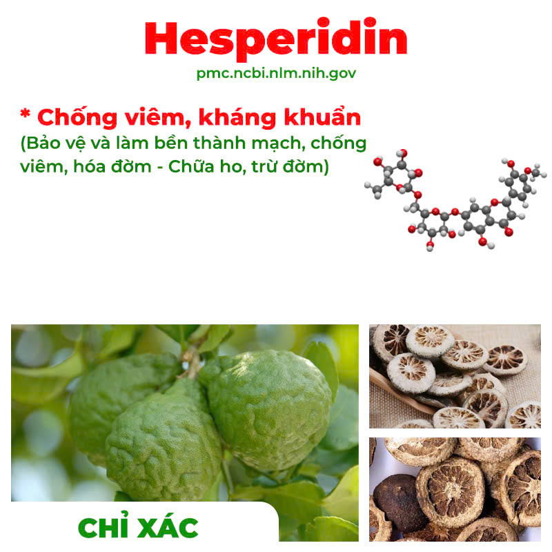 Thành phần hoá học Phế quản người lớn