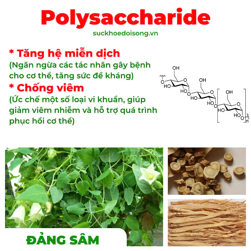 Thành phần hoá học Phế quản người lớn