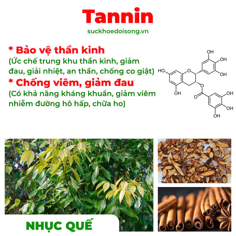 Thành phần hoá học Phế quản người lớn