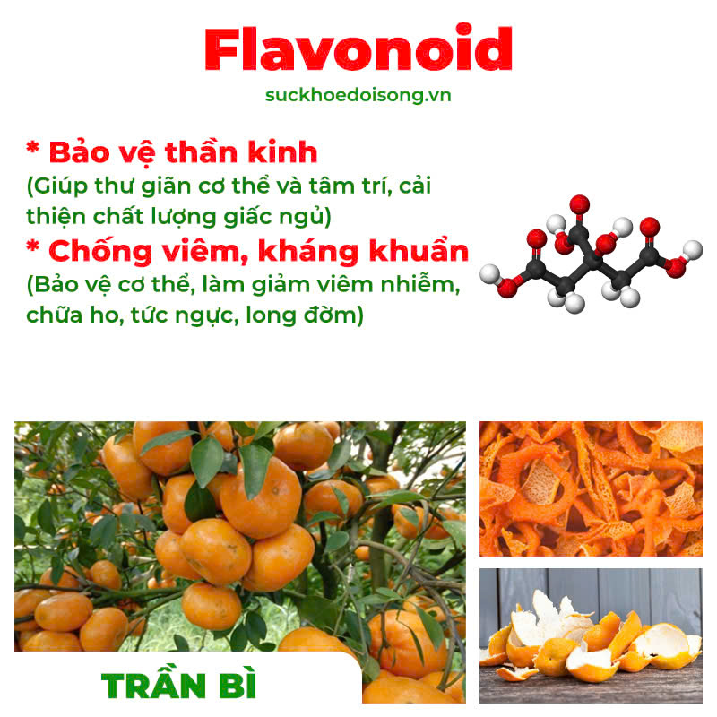 Thành phần hoá học Phế quản người lớn