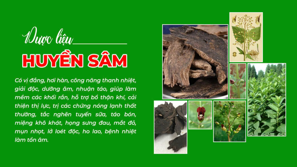 Câu chuyện Huyền sâm