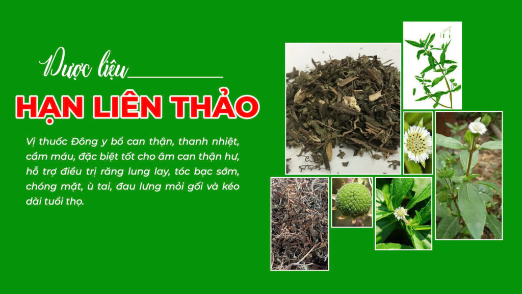 Câu chuyện trắc bách diệp