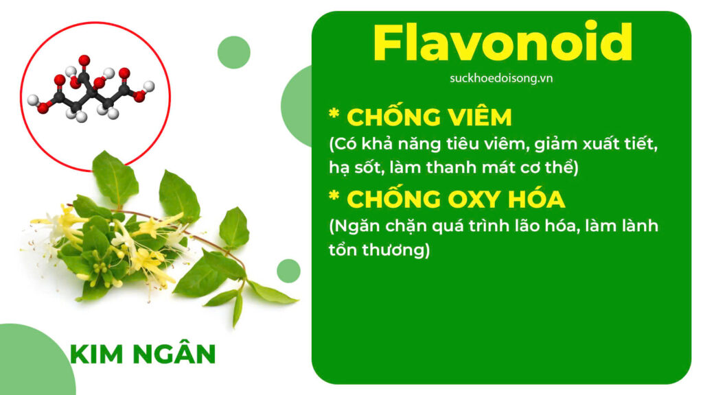 Thành phần hoá học Hoàng cầm