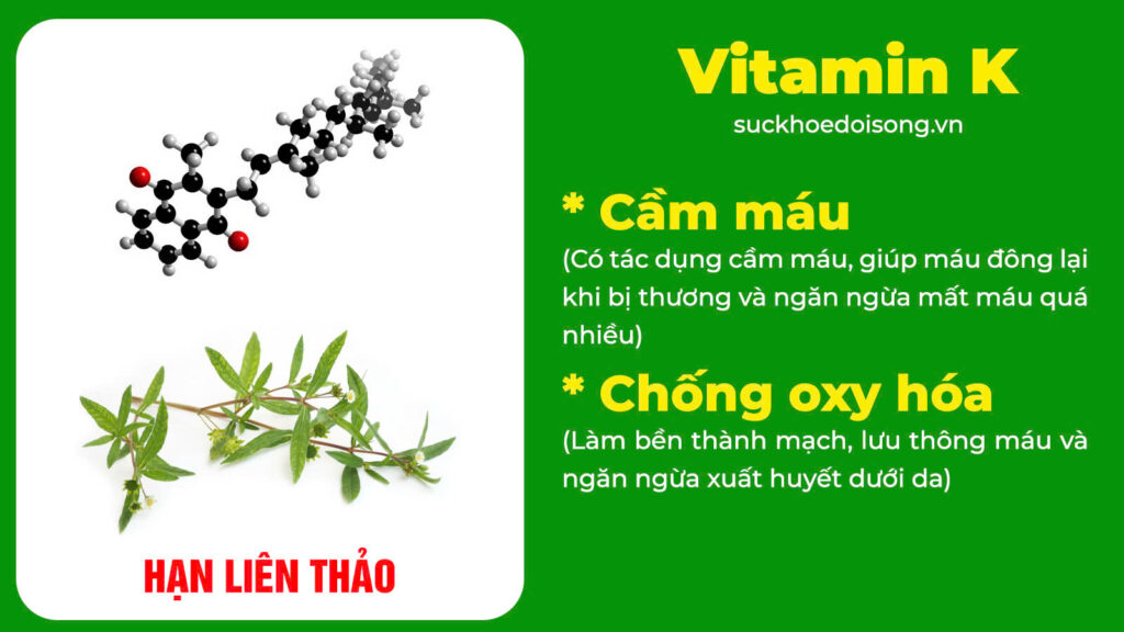Thành phần hoá học Huyền sâm 