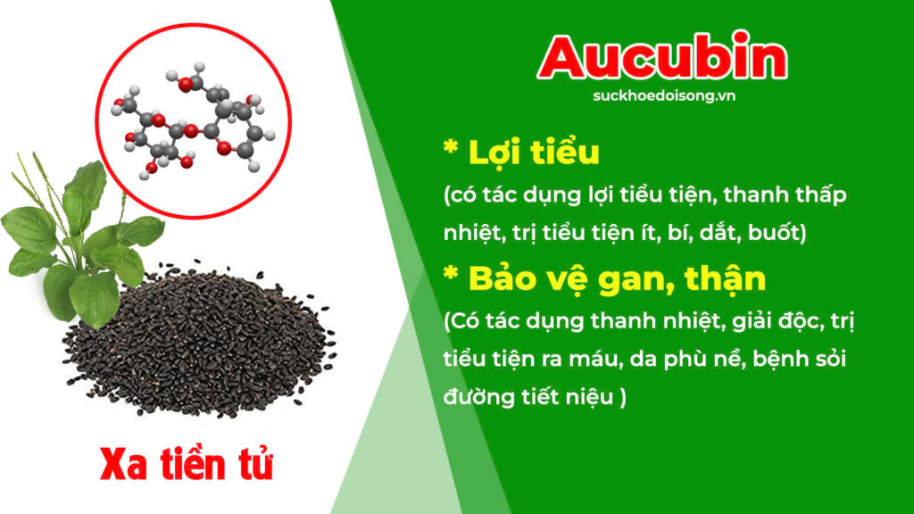 Thành phần hoá học Lợi tiểu 