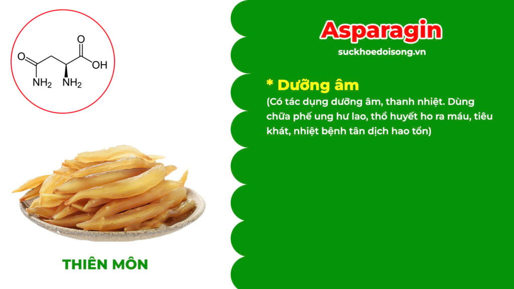 Thành phần hoá học Thanh tâm phục thần 