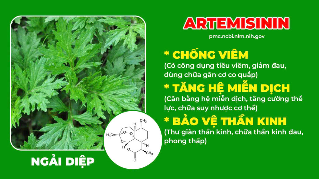 Thành phần hoá học Thư cân hoạt lạc