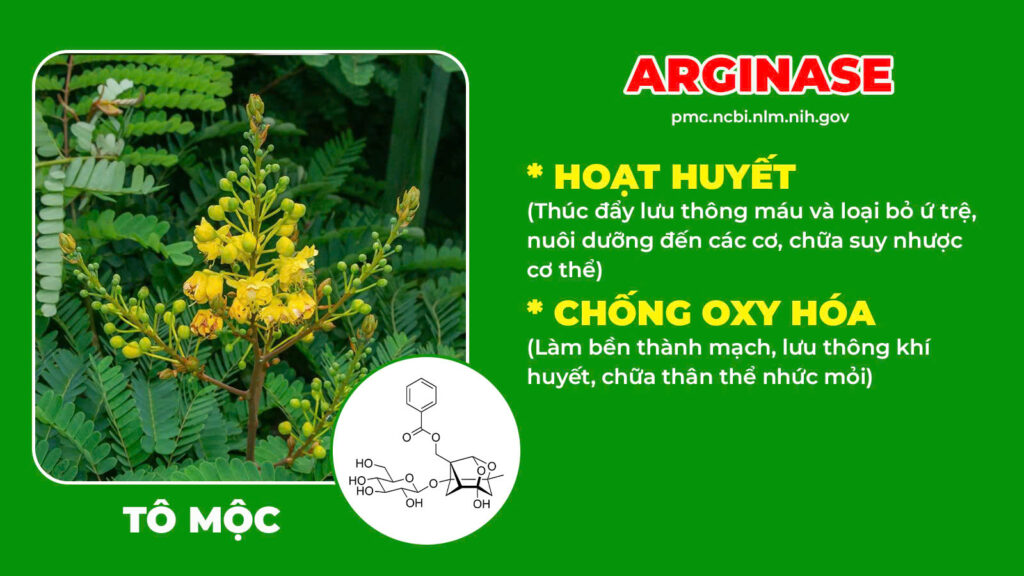 Thành phần hoá học Thư cân hoạt lạc