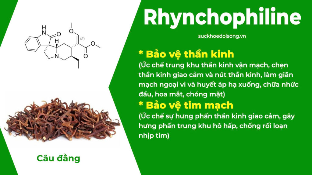 Thành phần hoá học Tiền Đình 