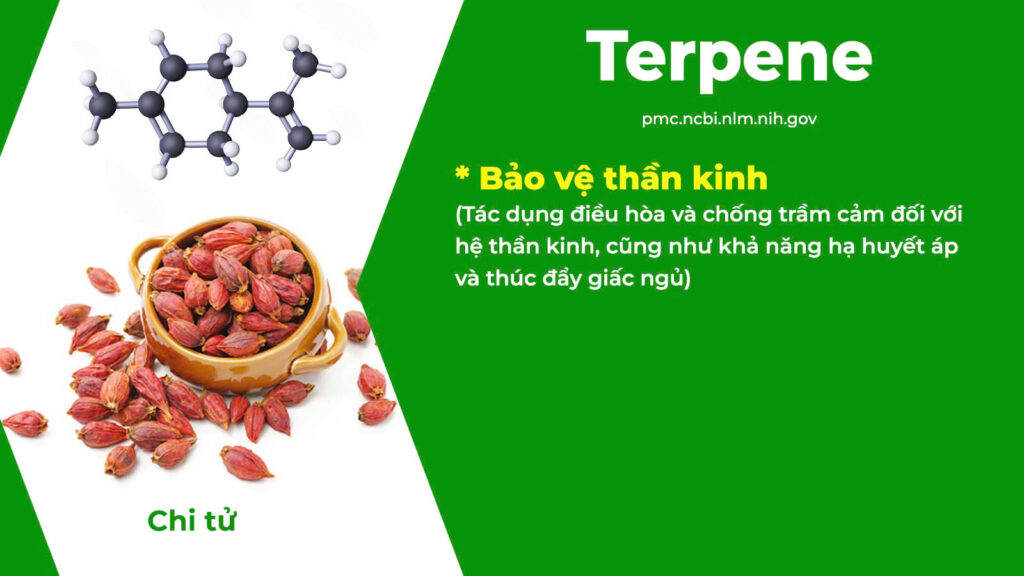 Thành phần hoá học Tiền Đình 