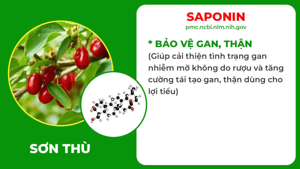 Thành phần hoá học Tiểu đêm