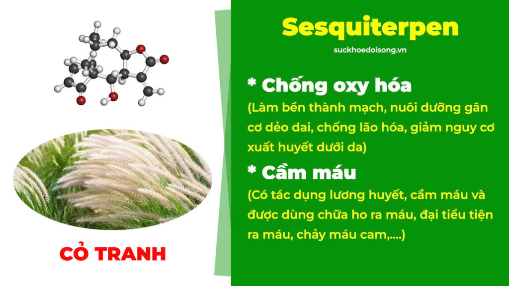 Thành phần hoá học Trắc bách diệp 