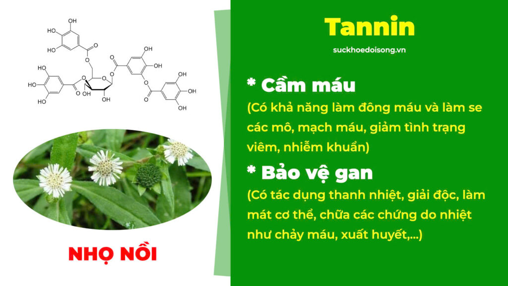 Thành phần hoá học Trắc bách diệp 