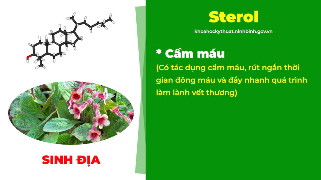 Thành phần hoá học Trắc bách diệp 