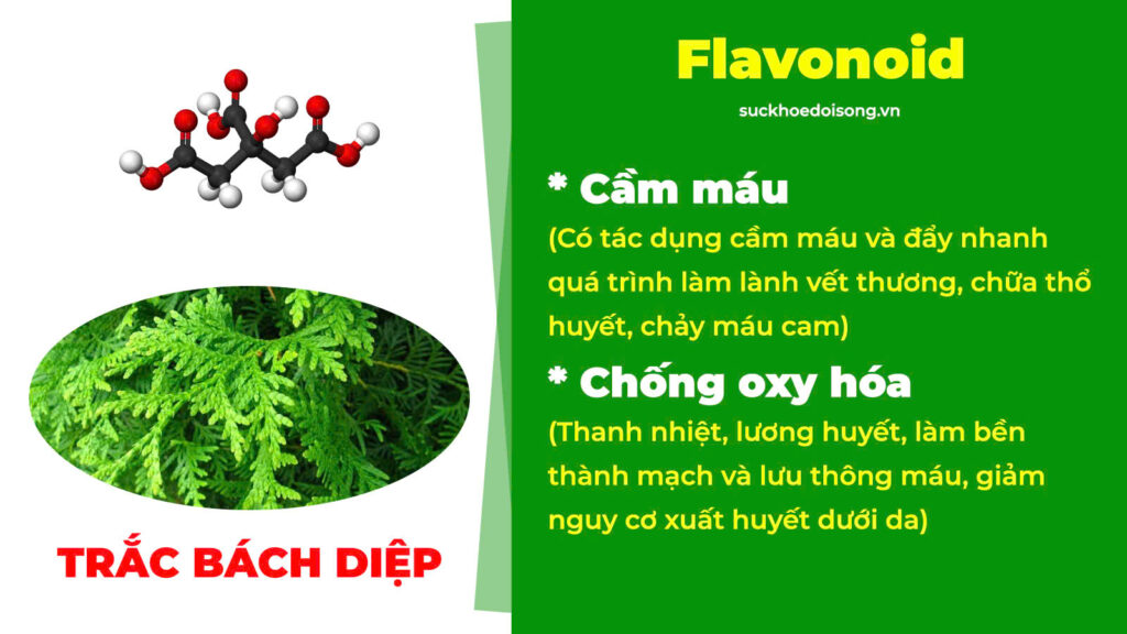 Thành phần hoá học Trắc bách diệp 