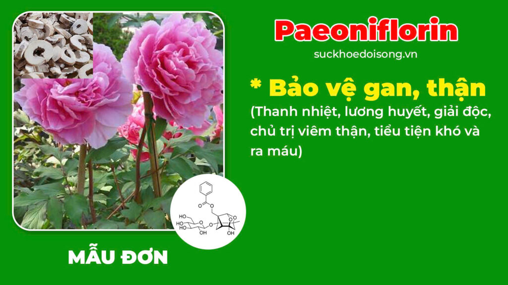 Thành phần hoá học Trạch tả 