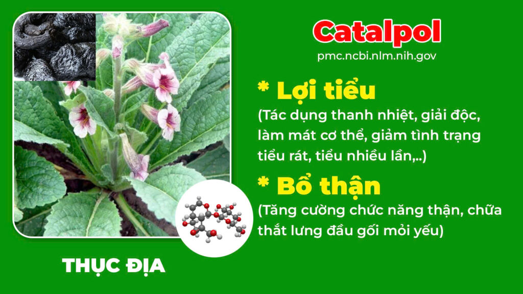 Thành phần hoá học Trạch tả 