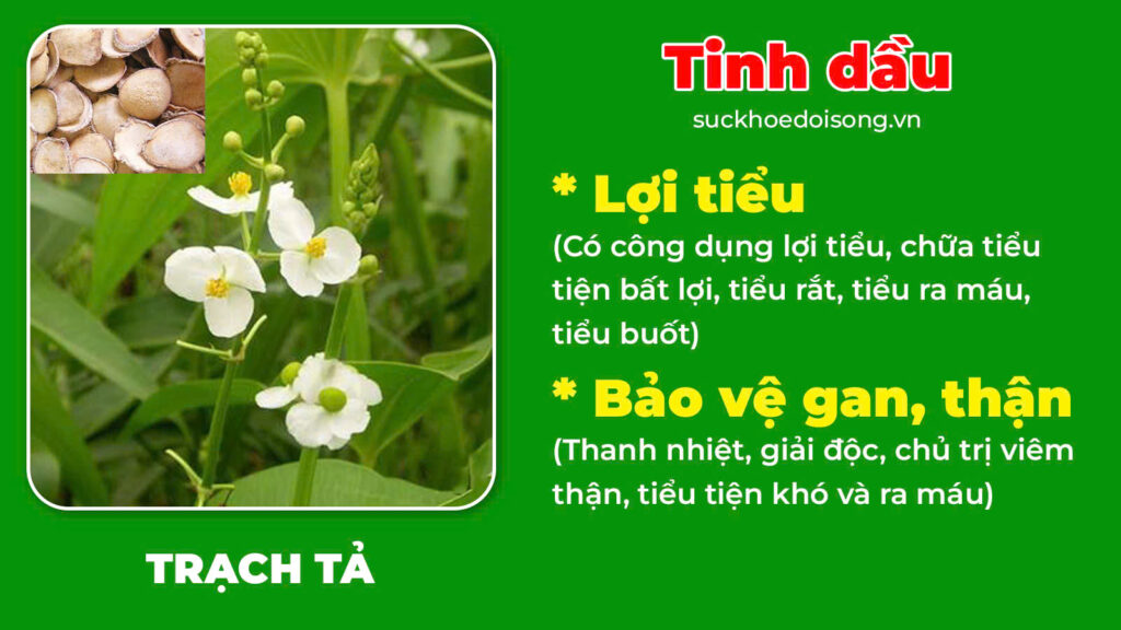 Thành phần hoá học Trạch tả 