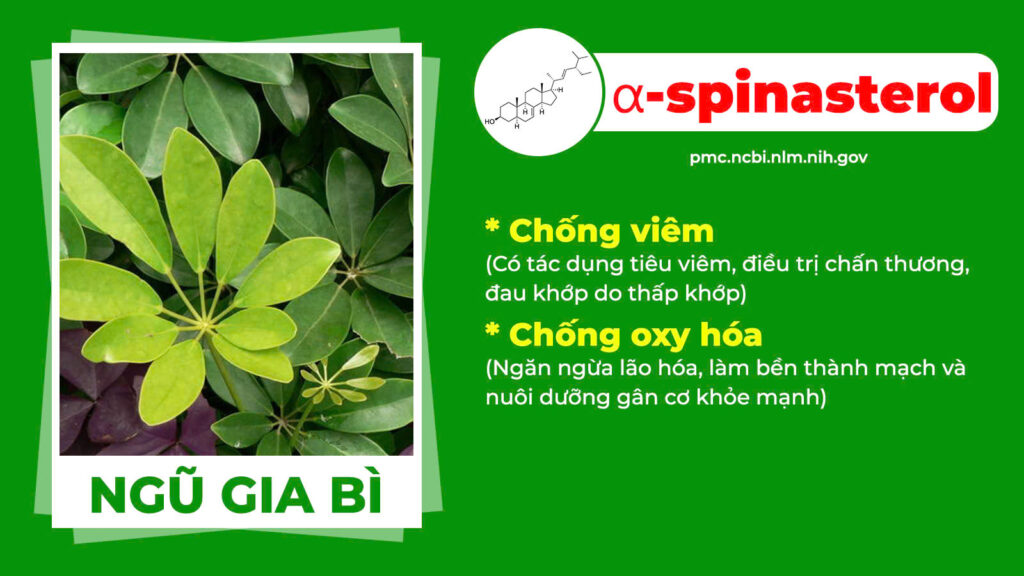 Thành phần hoá học Xuyên khung xương khớp 