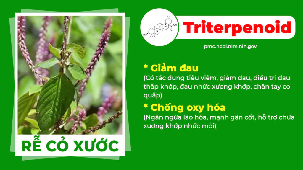 Thành phần hoá học Xuyên khung xương khớp 