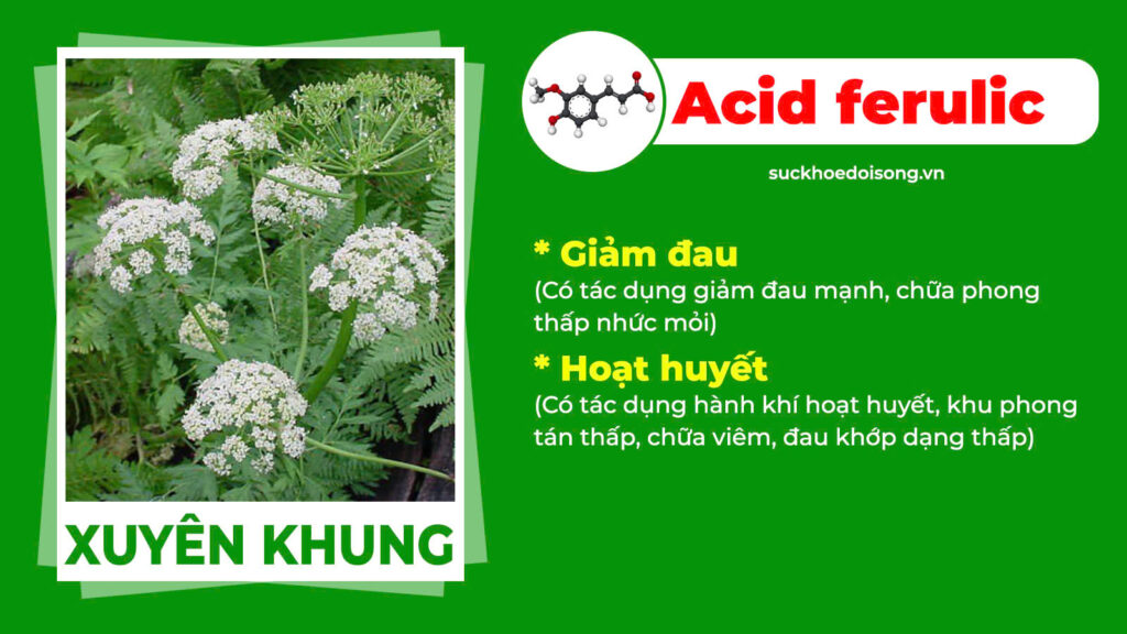 Thành phần hoá học Xuyên khung xương khớp 