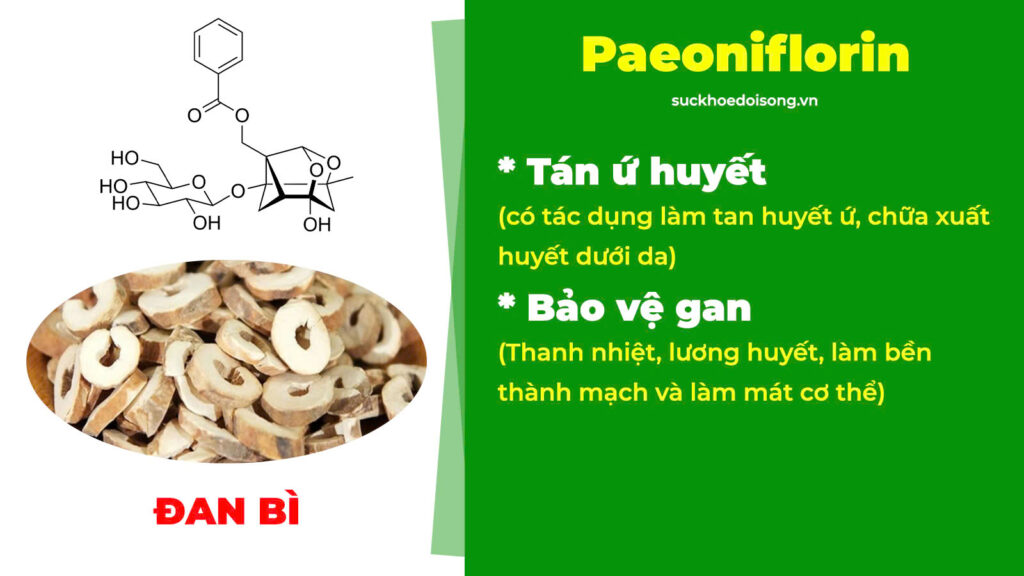Thành phần hoá học trắc bách diệp