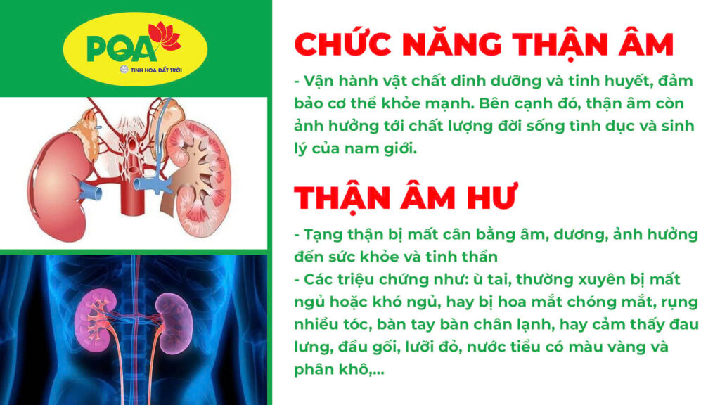 chức năng thận âm và thận hư