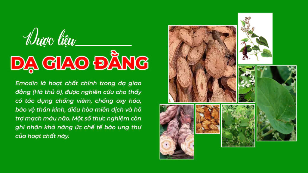 Câu chuyện dạ giao đằng