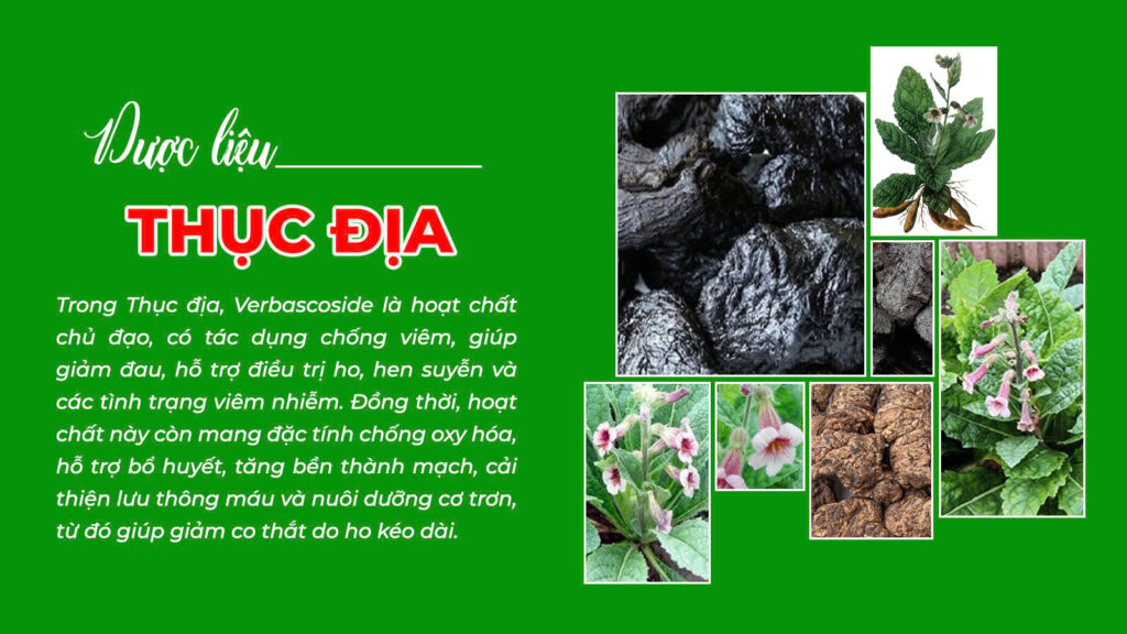 Câu chuyện dược liệu phế quản ống