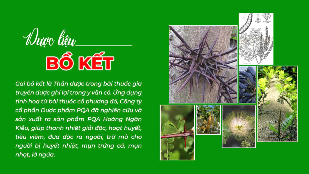 Câu chuyện hoàng ngân kiều