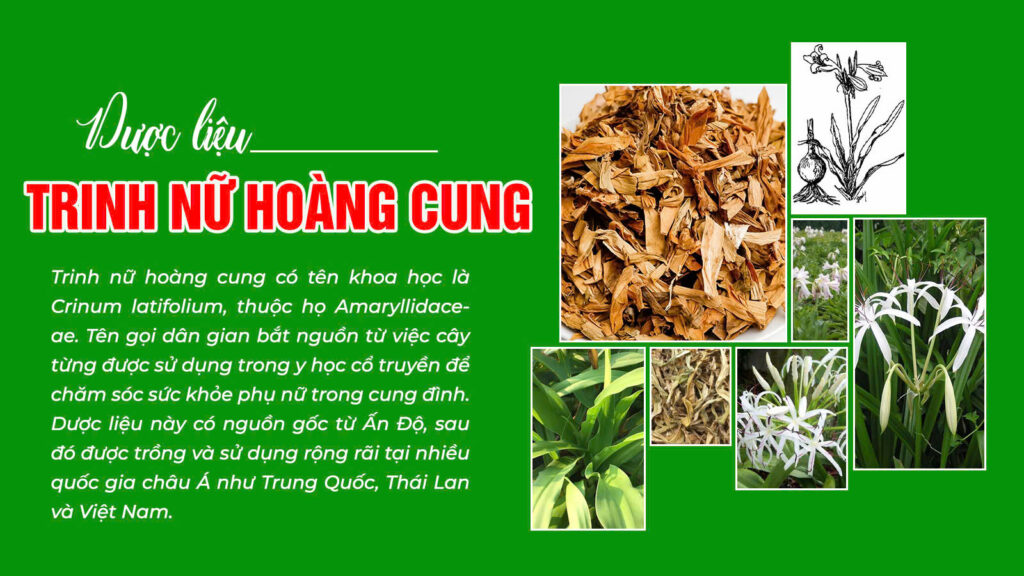 Câu chuyện trinh nữ hoàng cung