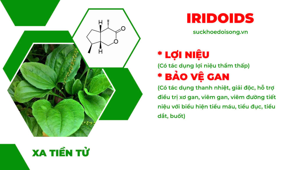 Thành phần hoá học Ôn dương hành tuỷ