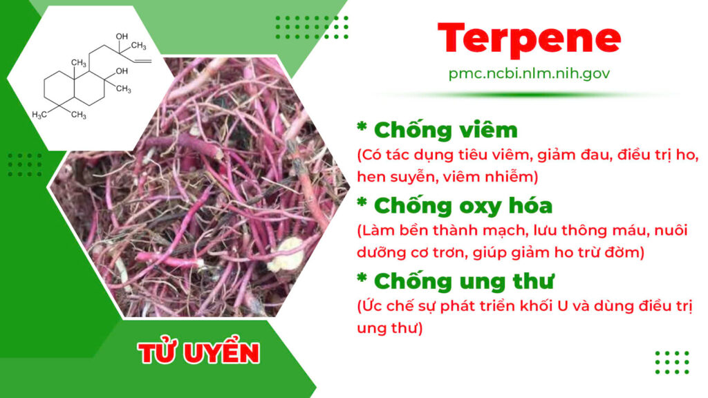 Thành phần hoá học Phế quản ống 