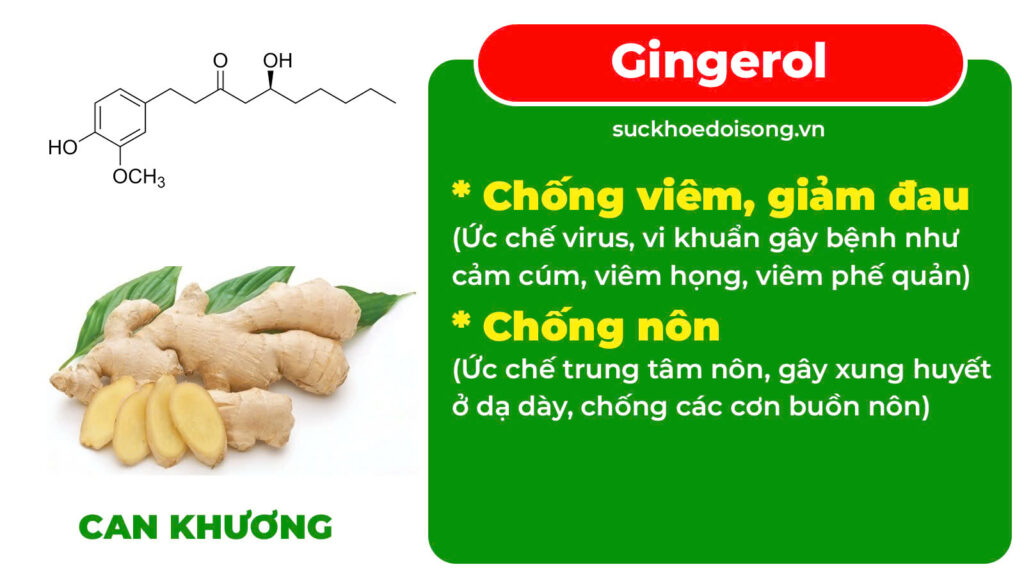 Thành phần hoá học Phế quản viên nén