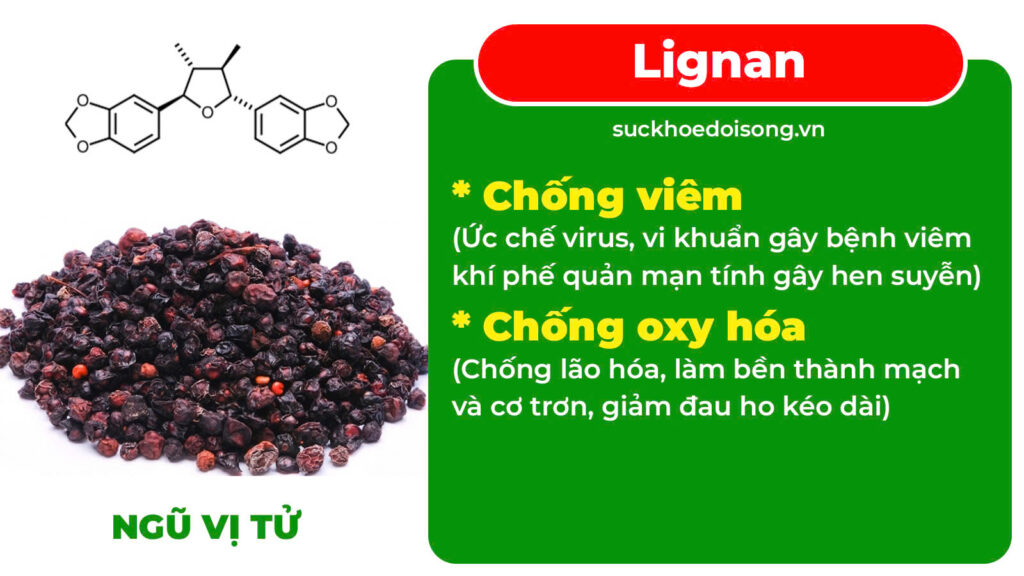 Thành phần hoá học Phế quản viên nén