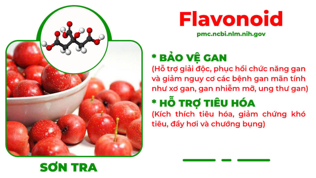 Thành phần hoá học Thanh can mộc 
