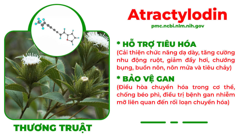 Thành phần hoá học Thanh can mộc 