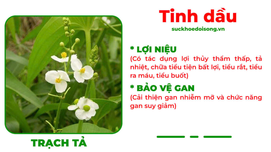Thành phần hoá học Thanh can mộc 